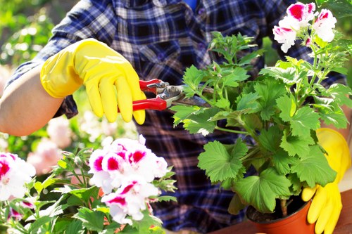 Neatly cleared garden showcasing professional clearance services in Paddington