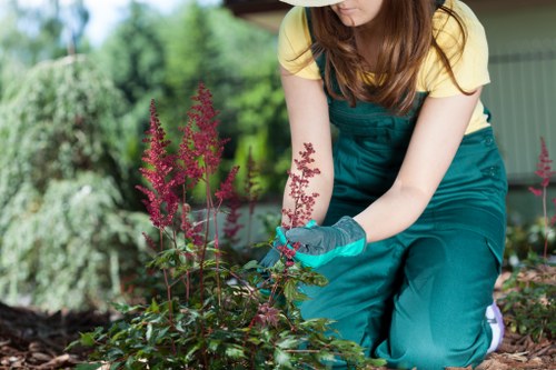 Hedge trimming in an urban garden